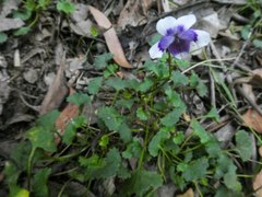 Viola eminens
