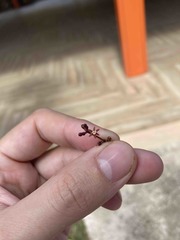 Dendropemon caribaeus