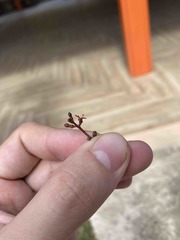 Dendropemon caribaeus