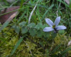 Lobelia pedunculata