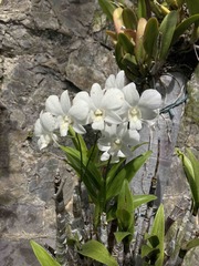 Dendrobium