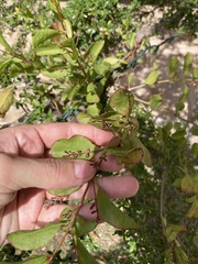 Dendropemon caribaeus