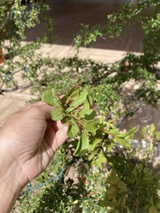 Dendropemon caribaeus