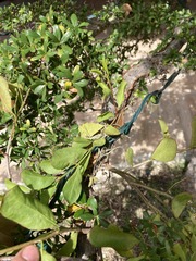 Dendropemon caribaeus