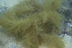 Ectocarpales