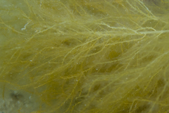 Ectocarpales