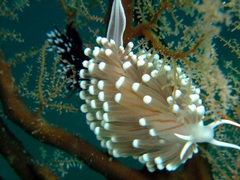 Sakuraeolis gerberina