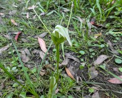 Pterostylis falcata