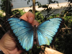 Morpho helenor peleides