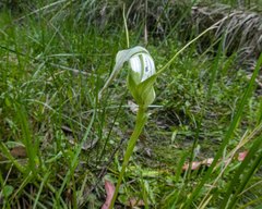 Pterostylis falcata
