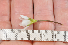 Gentianella montana