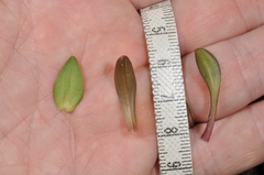 Gentianella montana