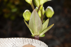 Gentianella montana