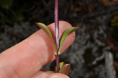 Gentianella montana