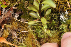 Gentianella montana