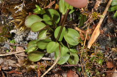 Gentianella montana