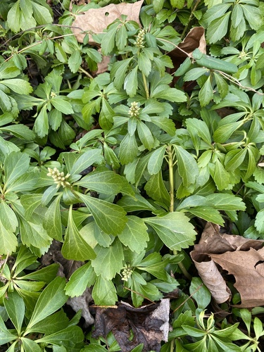 Pachysandra terminalis