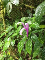 Poikilacanthus macranthus