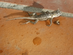 Sceloporus occidentalis