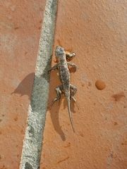 Sceloporus occidentalis