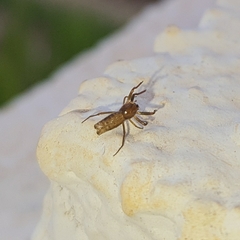Micrathena