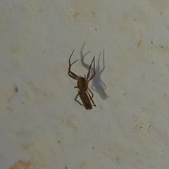 Micrathena