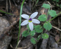 Lobelia pedunculata