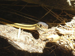 Masticophis lateralis euryxanthus