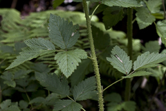 Rubus hawaiensis