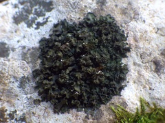 Leptochidium albociliatum