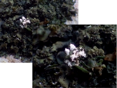 Leptochidium albociliatum