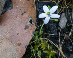 Lobelia pedunculata