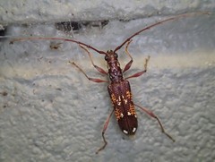 Coptocercus biguttatus