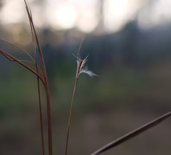 Schizachyrium stoloniferum