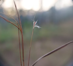 Schizachyrium stoloniferum