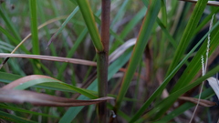 Schizachyrium stoloniferum