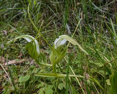 Pterostylis falcata