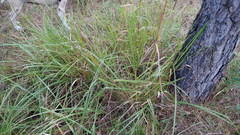 Schizachyrium stoloniferum