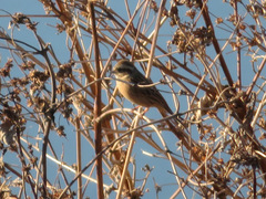 Emberiza cioides