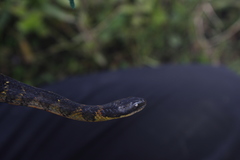 Erythrolamprus epinephalus pseudocobella