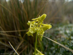 Halenia taruga-gasso