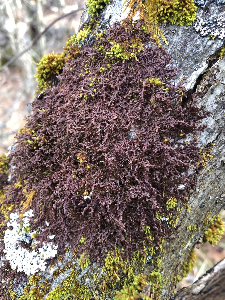 Asa Gray's Scalewort From Pisgah National Forest, Newland, NC, US On January 2, 2021 At 02:48 PM ...