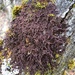 Asa Gray's Scalewort - Photo (c) Scott Morris, some rights reserved (CC BY), uploaded by Scott Morris