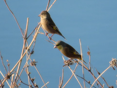 Chloris sinica