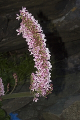 Francoa appendiculata