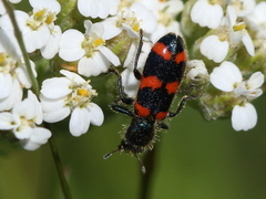 Trichodes nuttalli