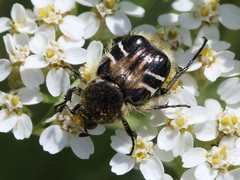 Trichiotinus assimilis