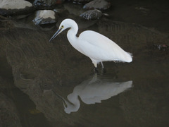 Egretta garzetta