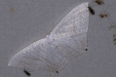 Acropteris nanula