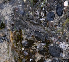 Rhynchocinetes australis